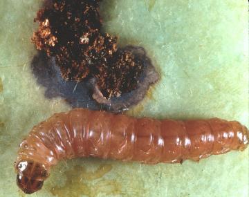 The codling moth pictured is seen near a darkened  entrance hole of a fruit. The larva looks like a smooth pinkish-orange caterpillar with a dark brown head. 