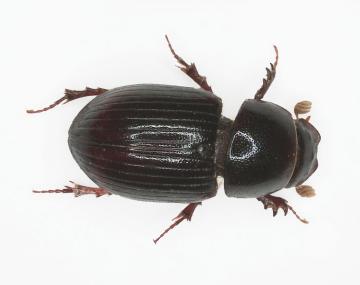 Visual Guide to Dung Beetles | Cornell IPM