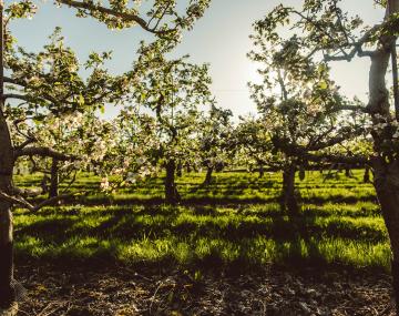 Apple trees in an orchard with sunlight rays streaming towards the camera