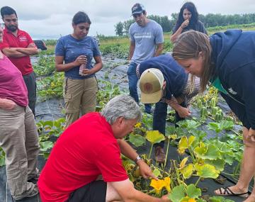 A group of 5 people standing around a group of 3 people who are crouching and inspecting a flowering squash vine.