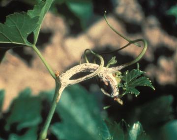 A green grapevine shoot covered in a white substance.  