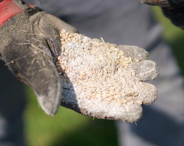 a hand protected by a work glove filled with grain