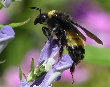 side view of an American Bumblebee on a purple flower
