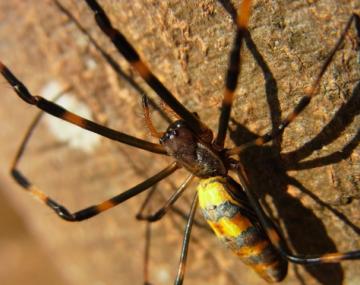 a yellow orb weaver spider