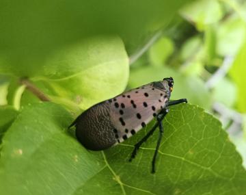 A light gray and reddish fly with black spots on its wings, perched on a green leaf