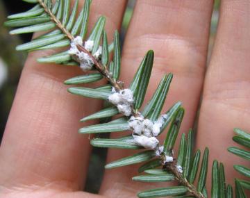 The underside of a hemlock branch lying across an open palm, the hemlock has a white, fuzzy substance on the underside.
