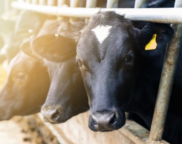 cows ins a bunk