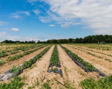 tilled field on a sunny day with blue sky and rowa of plants
