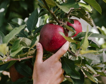 hand holding a red apple on an apple tree