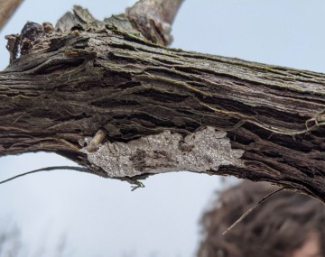 A lumpy, grayish-brown substance attached to the bottom of a grapevine cordon