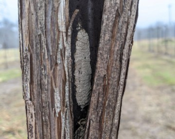 A brown, dried mud-like substance, about 5 cm in length, attached to the inside of a crack in the trunk of a grapevine.