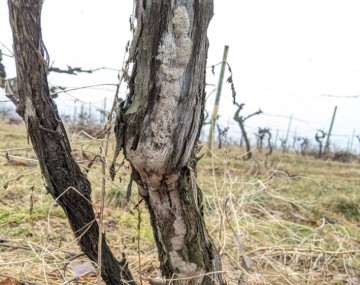Lumps of a brown, dried mud-like substance attached along the base of a dormant grapevine. 