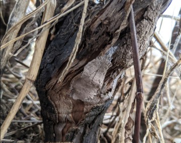 A lump of a brown, dried mud-like substance, about 7 cm in length, attached along the base of a dormant grapevine.