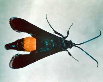 An adult female peachtree borer is pictured. It is steel blue in color with an orange band on the fourth and sometimes fifth abdominal segment. The forewings are opaque and covered with blue scales. The hind wings are transparent. It has a wing spread of 35-38 mm.