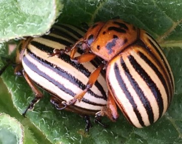 A mating pair of Colorado potato beetles. The larger female hangs on to the leaf while the smaller male is on top. 