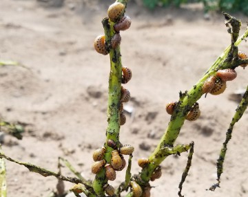 Colorado potato beetle large larvae consuming the stem of a potato plant 