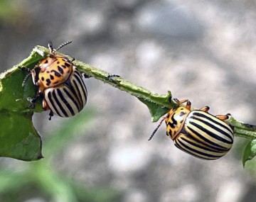 A pair of Colorado potato beetles on the same potato plant stem.