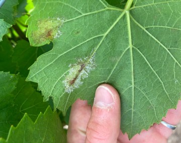 Una fotografía del envés de una hoja verde de vid. Hay dos manchas blancas en el envés de la hoja.