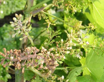Un raquis de vid con algunas inflorescencias verdes pequeñas y algunas inflorescencias marrones.