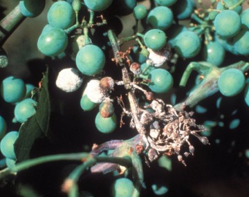 Un racimo de vid con bayas verdes y una sustancia blanca cubriendo el raquis y algunas de las bayas.