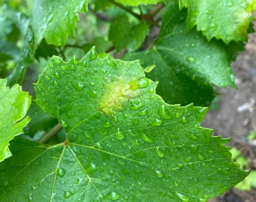 Una hoja verde de vid con una zona amarilla brillante en la superficie.