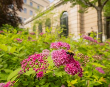 image of pink flowers and a bumblebee