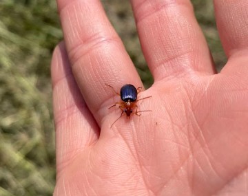 A Lebia grandis adult on a human hand.