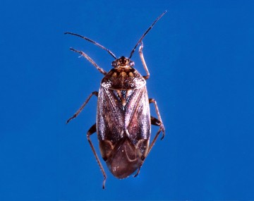 An adult tarnished plant bug with a reddish brown colored body. It is about 6mm long, and  has black spots on its back.