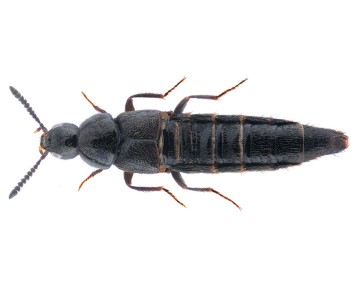 A photo of a rove beetle, a natural predator of maggots. The beetle has a long, glossy-black, segmented body with very short wing covers that leave most of its abdomen exposed.