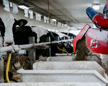 feed pours into a trough while a cow stands in the background