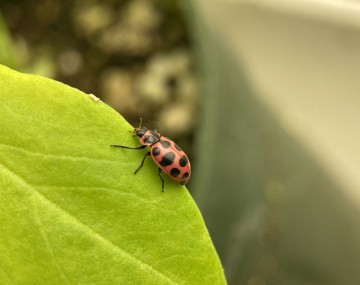 Close-up of an adult pink spotted lady beetle (pink with black spots) crawling on a leaf. 
