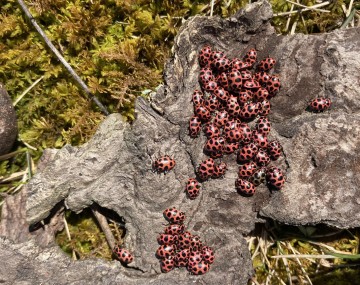 A mass of pink spotted lady beetles aggregating on a wood plank. 