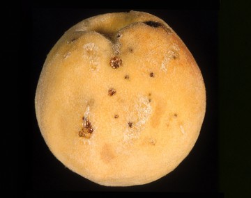 A peach shows damage from a tarnished plant bug. This “catfacing” damage is misshaping the fruit. The damage is caused by feeding of the tarnished plant bug. There are multiple spots of damage that are round and brown in color. Some of the damage spots are larger than others.