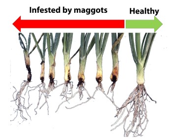 A visual comparison of onion plants damaged by maggots versus a healthy plant. On the left, seven infested plants show withered, discolored bulbs and sparse root systems. On the right, a single healthy plant stands apart with a healthy white bulb and a full, robust root system.
