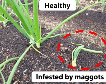 A photo in a muck soil onion farm comparing a healthy onion plant with one infested by maggots. In the upper left, the healthy plant is vibrant green and stands upright. In the lower right, a red dashed circle highlights the infested plant, which is yellowed and wilting in the soil