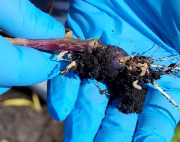 A close-up photo of hands in blue nitrile gloves holding a freshly uprooted onion plant. The dark red bulb is rotting and covered in soil, and several small, white maggots are clearly visible on its surface feeding in the plant and within the attached soil