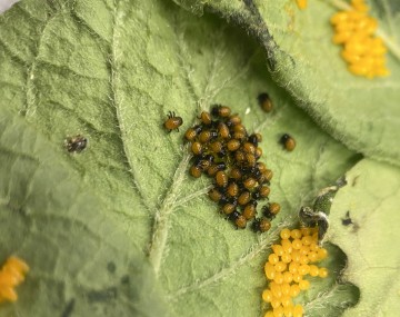 Close-up image of newly hatched first-instar Colorado potato beetle larvae. Several orange egg clutches, laid by the adult beetles, are visible nearby.
