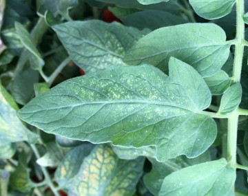 Close up of a tomato leaf with tiny, light-colored dots, indicating damage from mites. 