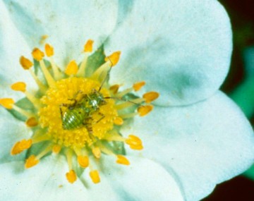 A tarnished plant bug nymph about 1 mm long, and greenish yellow in color. The tarnished plant bug nymph is wingless and is sitting in a flower.