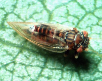 A pear psylla adult is pictured. It is a brown green in color and resembles a small cicada. The eyes are red and it has lighter stripes following its abdominal tergites. The wings are light green.