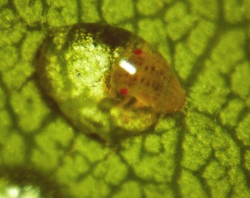 Honeydew drops form over a pear psylla nymph. It appears to be a translucent drop of liquid pooled over the nymph atop a green leaf.