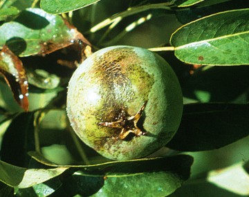 A green apple is seen hanging from the tree with a light brown rough looking russeting seen from the side of the fruit. 