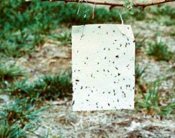 A white sticky trap is placed in order to monitor and trap tarnished plant bugs. The sheet collected many bugs that are stuck to the trap. The trap is being hung from a tree branch.