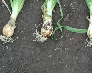 Three young, transplanted onion plants lying on dark soil, displaying damage from maggot infestation. The center onion plants clearly exhibit dark, concentric rings of rot on its surface indicating maggot feeding.