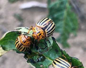 Dos adultos de escarabajo de la papa, crema con franjas negras en la espalda, alimentándose de una hoja de papa.