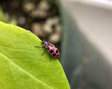 Un adulto de la mariquita de doce manchas que se ve a través de un microscopio.