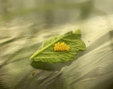 Una foto de primer plano de los huevos de escarabajo de la papapuestos en una hoja extirpada de una planta de papa.