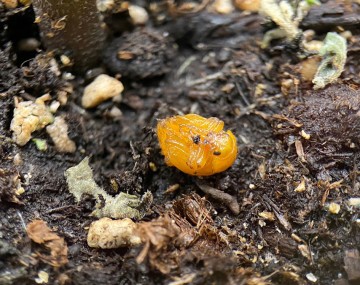 Una foto de primer plano de una pupa de escarabajo de la papa que descansa sobre la superficie de un suelo húmedo y oscuro. Las pupas son de color naranja brillante, segmentado y mejorado para mostrar sus piernas y cabeza en desarrollo.