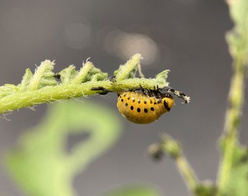 Larva grande del escarabajo de la papa que come una hoja de papa.