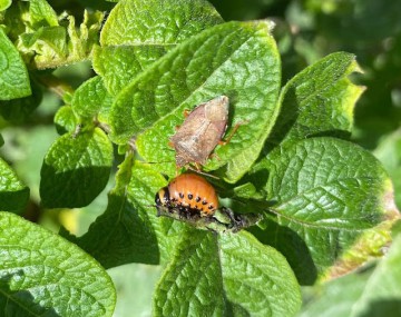 Un adulto de la chinche soldado espinosa que se alimenta de una larva del escarabajo de la papa.